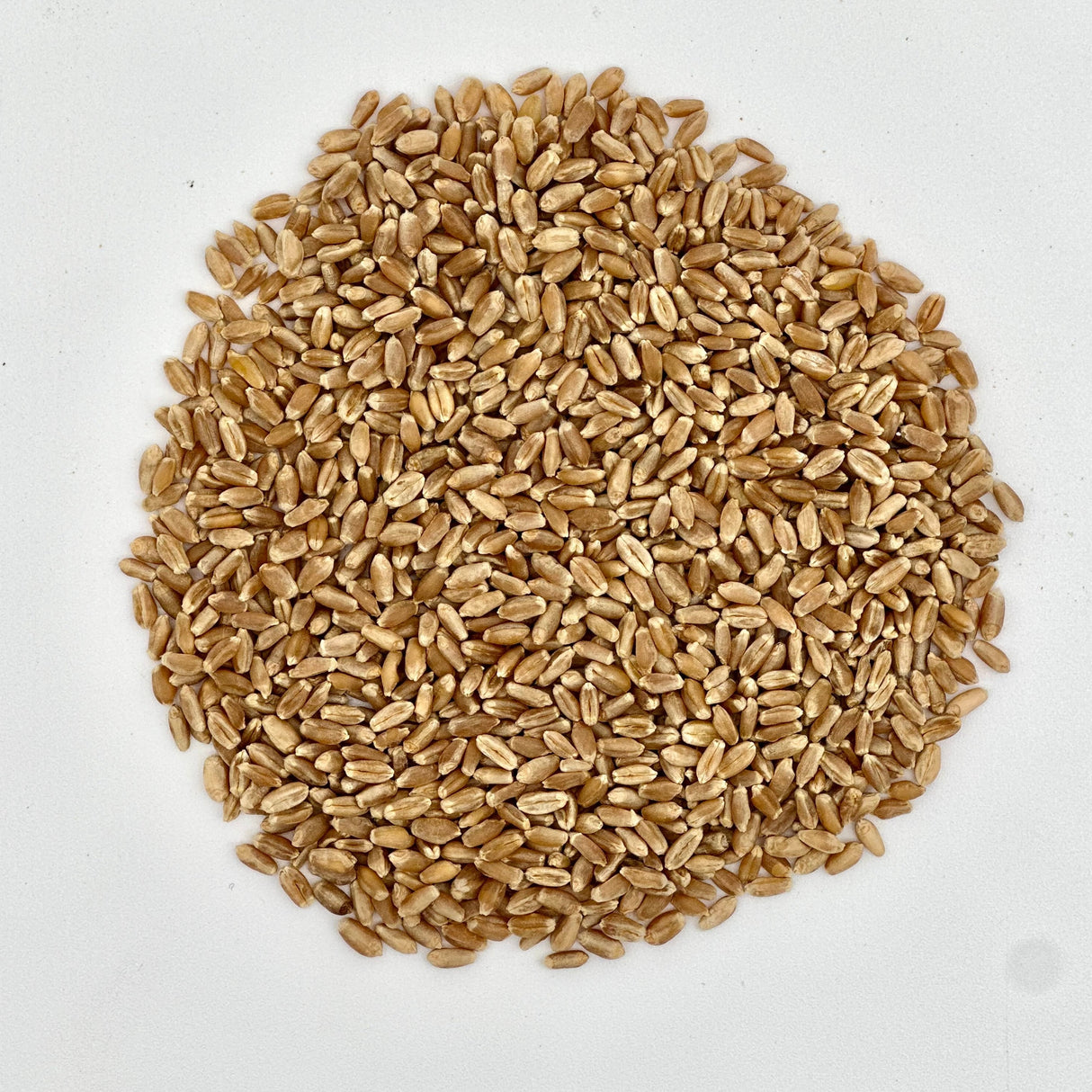Organic Hard Red Wheat Berries