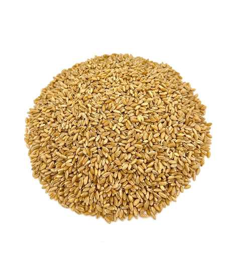 Durum Wheat Berries