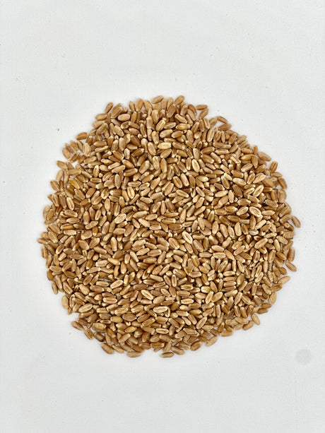 Hard Red Wheat Berries