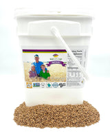 Spelt Berries