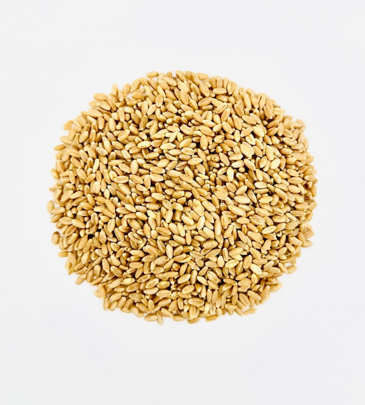 Hard White Wheat Berries Wheatland™ 25 lb Bulk Emergency Prepared