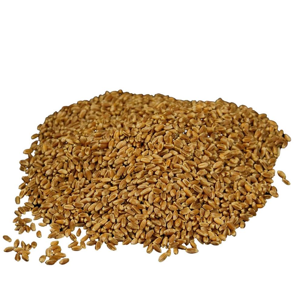 Wheatland™ Organic Hard Red Wheat Berries • 20lb Bucket, Sealed in Myl